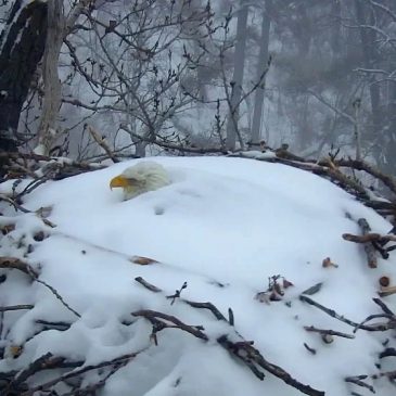 Webcams like Minnesota DNR’s popular EagleCam offer real-time views of natural world