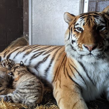 Minnesota Zoo mourns 13-year-old Amur Tiger who birthed six cubs