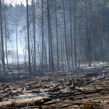 Walz authorizes state disaster assistance after St. Louis County wildfires