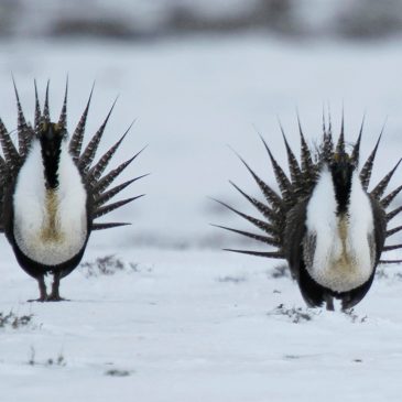 Surveys indicate the sage grouse may be functionally extinct in North Dakota