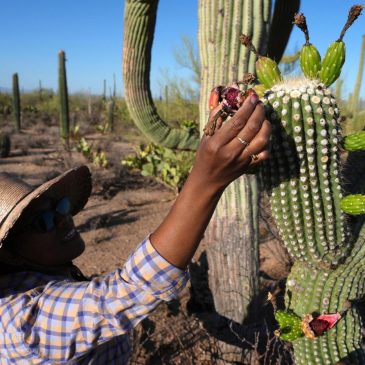 Why Tohono O’odham Nation’s centuries-old saguaro fruit harvest is experiencing a revival in Arizona