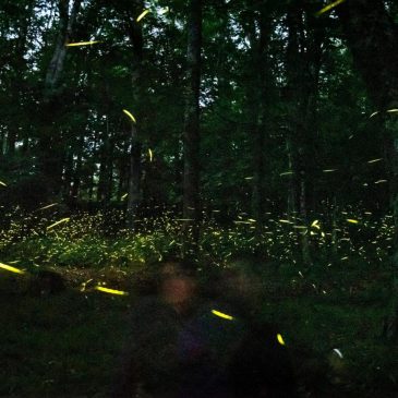 Fireflies are lighting up summer skies. But the glowing bugs are still on the decline