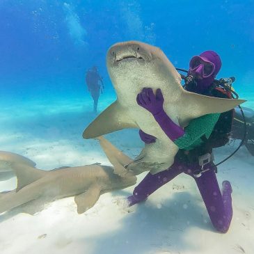 Discovery ‘Shark Week’ has breaching great whites, looks back at ‘Jaws’ and starts with some dancing