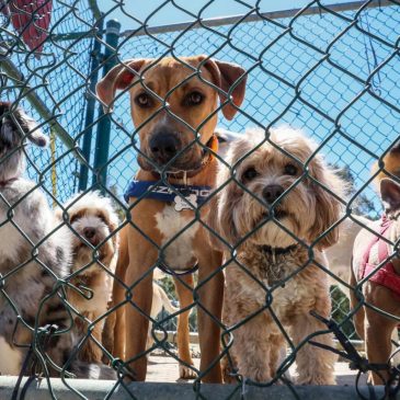 City promotes new off-leash dog area with ‘Yappy Hour’ at Kellogg Mall Park