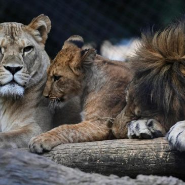 Czech zoo welcomes 4 rare Barbary lion cubs whose population is extinct in the wild