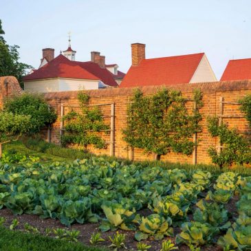Grow fruit trees in small spaces with the trick known as espalier