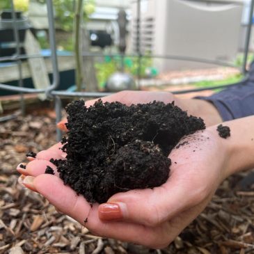 Gardening’s hidden benefits: How digging in the dirt could bolster mental wellbeing