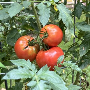 How to tell when your garden veggies are ripe for harvesting