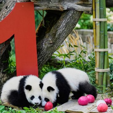 Berlin’s newest panda twins, Leni and Lotti, celebrate their 1st birthday