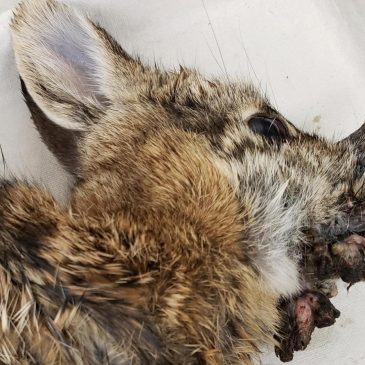 Rabbits with ‘horns’ in Colorado are being called ‘Frankenstein bunnies.’ Here’s why