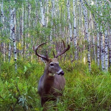 Minnesota deer season largely unchanged from 2024
