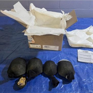 Man admits trying to smuggle 850 protected turtles valued at $1.4 million to Hong Kong
