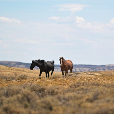 Colorado has a wild horse problem. Could its expanded birth control darting program be a model for the West?