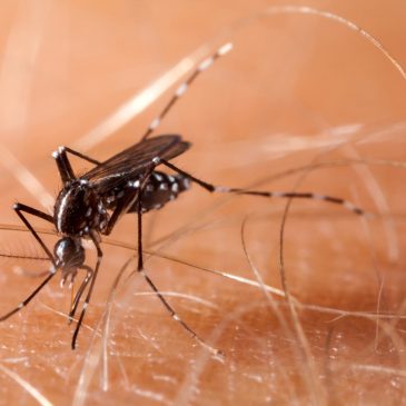 Two deaths among 20 Minnesota cases of West Nile virus this year