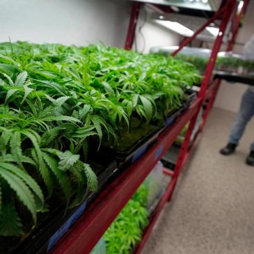 What to know about Trump’s potential change in federal marijuana policy