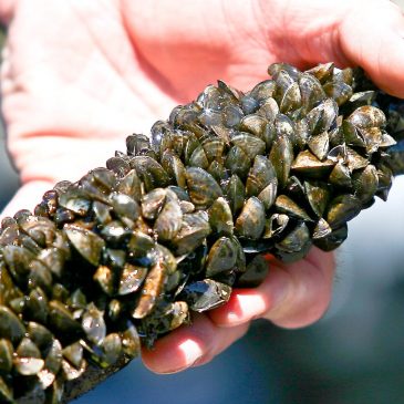 DNR: Zebra mussel larvae reported in Phalen chain of lakes in Ramsey County