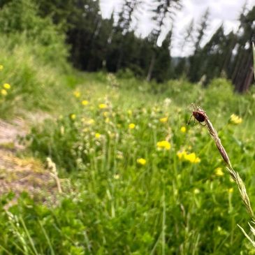 Ticks are migrating, raising disease risks if they can’t be tracked quickly enough