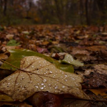 Thriving Natural Areas Help Keep NYC Sewers from Overflowing, Report Finds