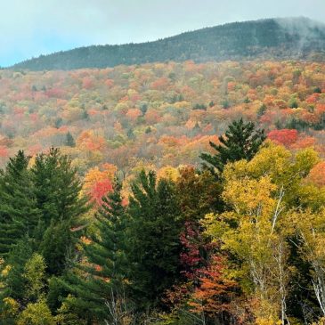 Fall foliage tracker 2025: Where and when to go leaf peeping throughout the U.S.