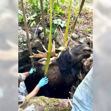 Maine wardens rescue moose trapped for hours in abandoned well