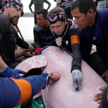 Endangered pink river dolphins face a rising mercury threat in the Amazon