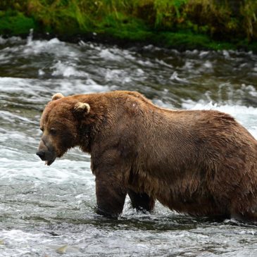 Alaska’s Fat Bear Week kicks off with online voting to crown the most oversized ursine