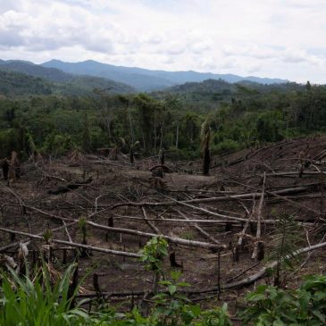 As Amazon’s ‘flying rivers’ weaken with tree loss, scientists warn of worsening droughts