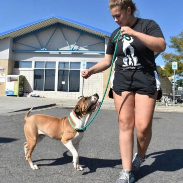 Meth burn by FBI smokes out Montana animal shelter