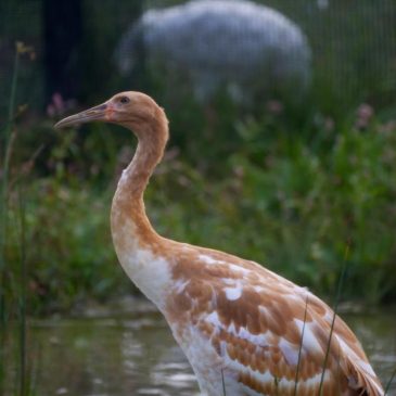 Endangered whooping crane dies of avian flu at Wisconsin wildlife refuge
