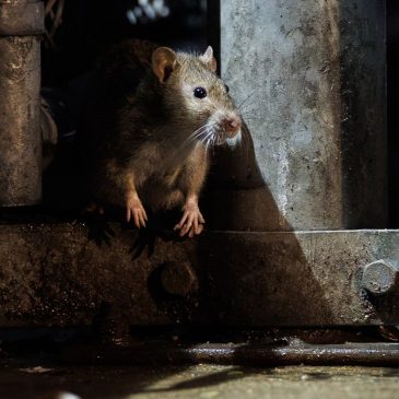 Researchers test plant-based birth control on Chicago rats after deaths of owl family