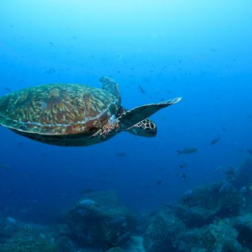 Nations ratify the world’s first treaty to protect international waters