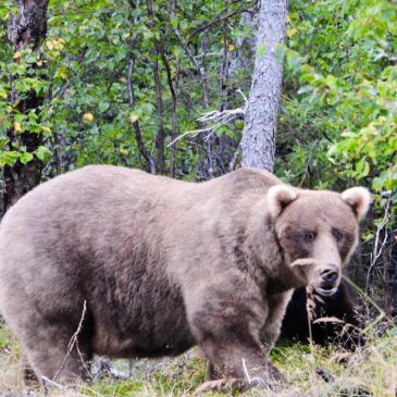 What to know about Fat Bear Week, and the brawny bruins ready to battle for the title