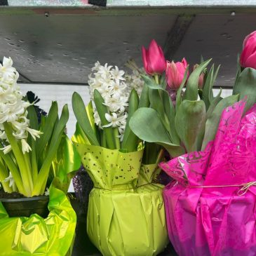 Brighten winter with indoor blooms by forcing spring bulbs to flower early