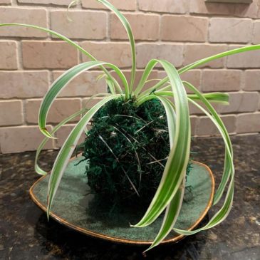 Transform your houseplants into art with this Japanese gardening technique