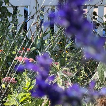 A look at the best times of day for watering, planting, pruning and other garden tasks