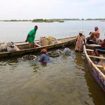 In coastal Ghana, female oyster farmers try to save an old practice threatened by climate change