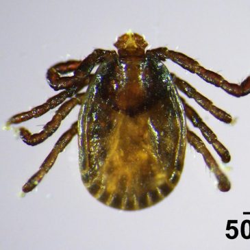Invasive, disease-carrying tick found in Maine, the farthest northeast it has been spotted