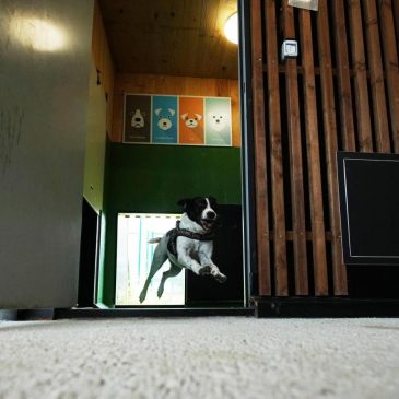 Rome’s airport opens luxurious dog hotel with pampering services
