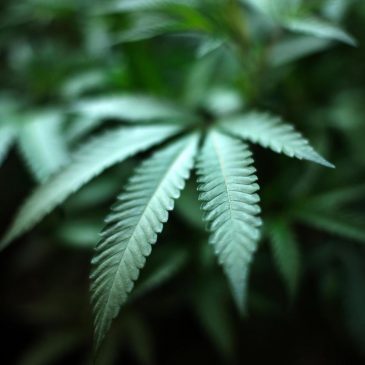 Mille Lacs Band of Ojibwe signs cannabis compact with state