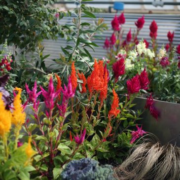 Como’s Fall Flower Show opens Friday. Here’s how to watch it bloom.