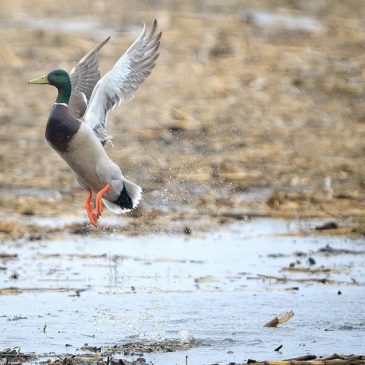 Continental duck numbers hold steady, feds say in status report