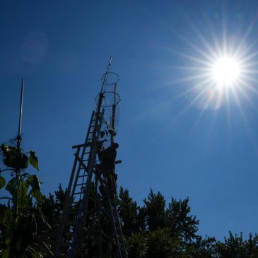 The world’s tallest sunflower blooms in an Indiana backyard as a tribute to Ukraine