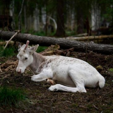 Sweden’s plans to mine rare-earth minerals could ruin the lives of Indigenous Sami reindeer herders