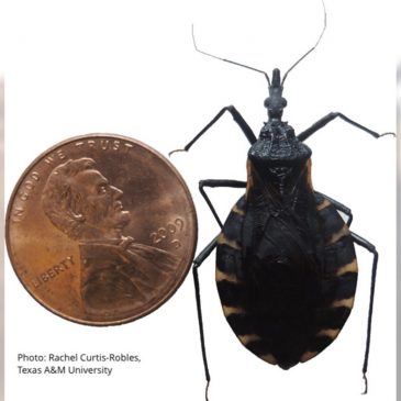 Deadly disease caused by blood-sucking insects spreading in US, CDC says