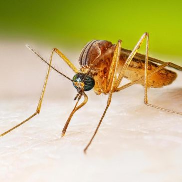 West Nile virus cases running higher than normal, prompting health warnings