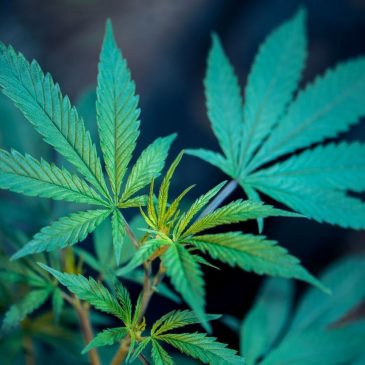 Duluth cannabis dispensary is state’s first ‘micro’ seller to open its doors … at 4:20 p.m. no less