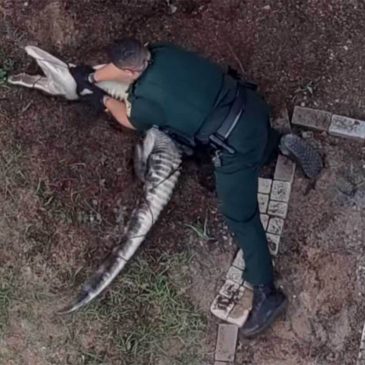 Video: Florida deputies take down nuisance gator