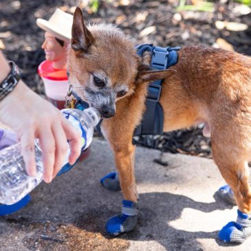 From barks to words: Researchers aim to translate dog sounds with AI
