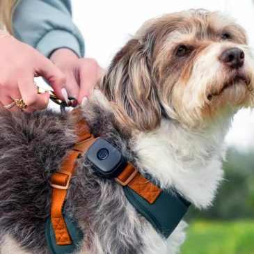Wearable tech for your dog? Life360 releases a new pet tracker