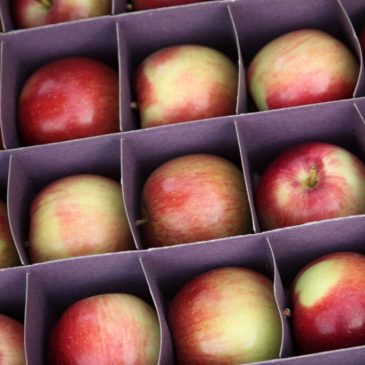 Opinion: Nutrition Helped Me in Recovery. Now I Use It to Help Others